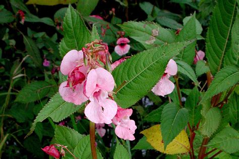 Mapa rozšírenia Impatiens glandulifera