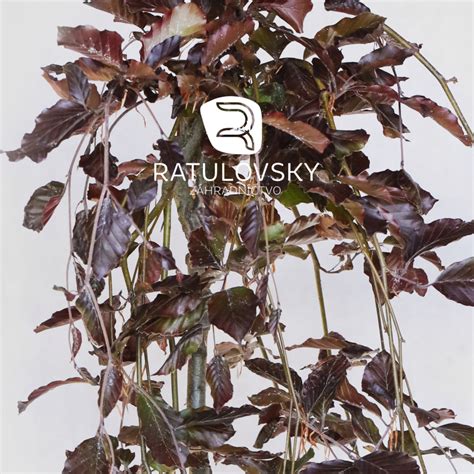 Listy buka lesného 'Purpurea Pendula' na jeseň