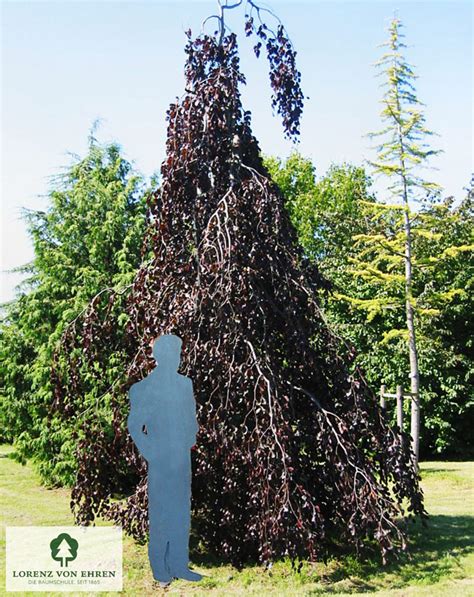 Výsadba buka lesného 'Purpurea Pendula'