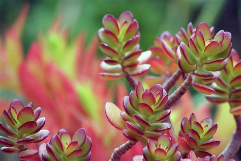 Crassula ovata 'California Red Tip'