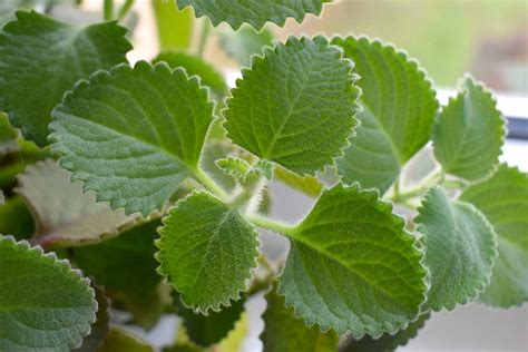 Nádchovník - Kubánske oregano
