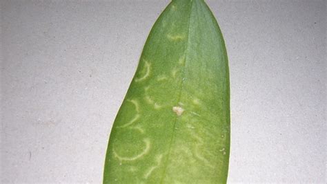 Orchidea s plesňou na listoch