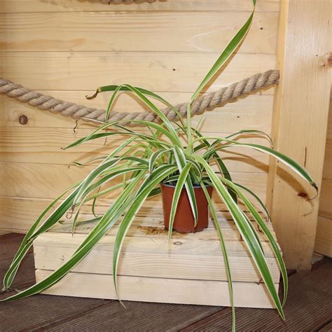 Chlorophytum s mladými rastlinkami
