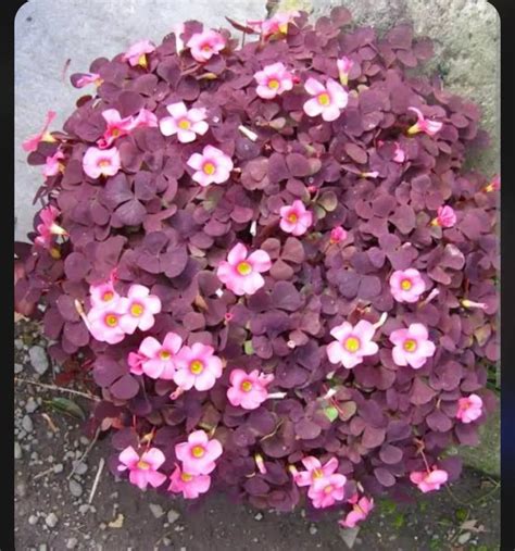 Oxalis trojuholníkový