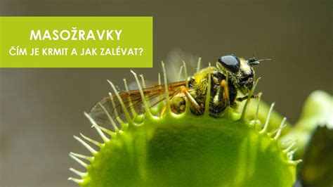 Detail mucholapky podivnej s otvorenými pascami