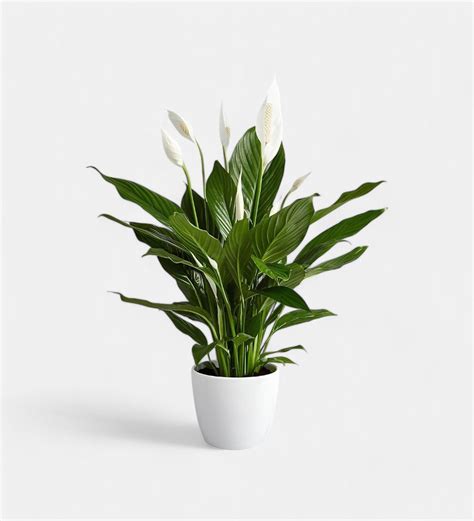 Ilustrácia Spathiphyllum s bielou kvetnou lopatkou a sýtozelenými listami