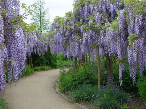 Rozdiel medzi Wisteria sinensis a Wisteria floribunda