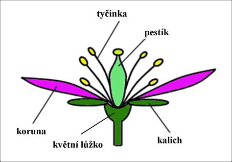 Schéma morfologických častí kvetu