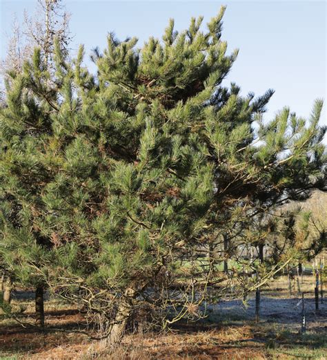 Ilustrácia borovice čínskej (Pinus tabuliformis) s jej charakteristickou korunou a ihličím