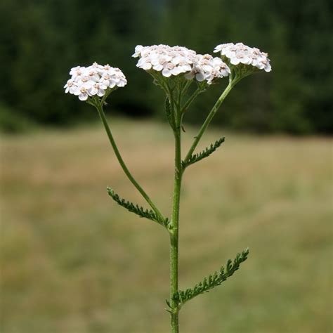 Rebríček obyčajný (Achillea millefolium)