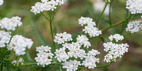 Kvitnúci rebríček obyčajný v prírode