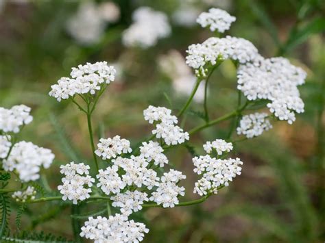 Infografika: liečivé účinky rebríčka obyčajného