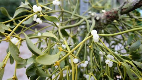 Ilustrácia znázorňujúca jedovaté a nejedovaté časti agátu