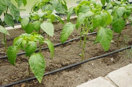 Kvapkova závlaha z PET fľaše