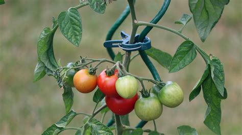 Pestovanie paradajok hore nohami v PET fľaši