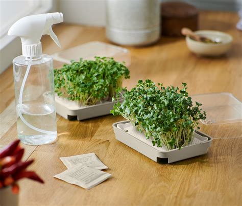 Pestovanie klíčkov v PET fľaši