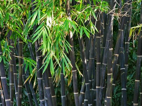 Detail čiernych stebiel bambusu Phyllostachys nigra