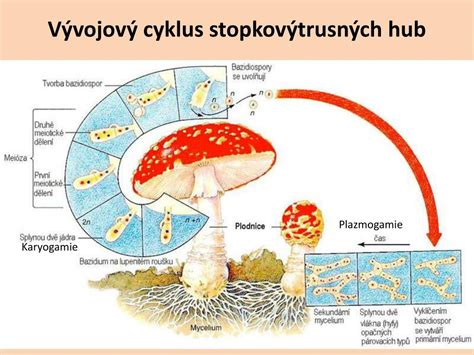 Životný cyklus bazídiové huby s fázami plazmogamie, karyogamie a meiózy
