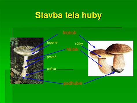 Anatómia plodnice bazídiové huby s popísanými časťami (klobúk, hlúbik, lupene)