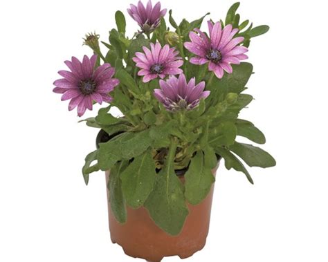 Rôzne druhy osteospermum