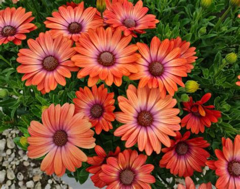 Prezimovanie osteospermum v interiéri