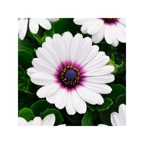 Správne prerezávanie osteospermum