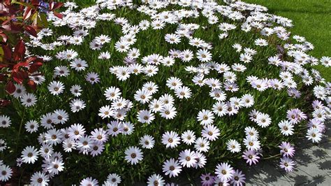 Kvitnúce osteospermum na slnku