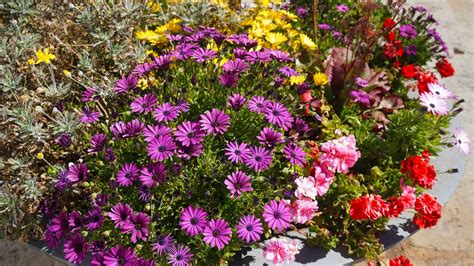 Kombinovaná výsadba osteospermum s letničkami