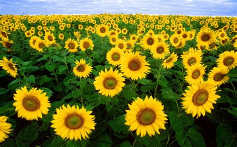 Úbor slnečnice ročnej (Helianthus annuus)