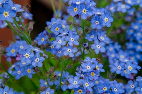 Symbolika nezábudky