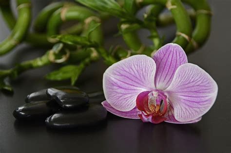 Symbolika orchideí