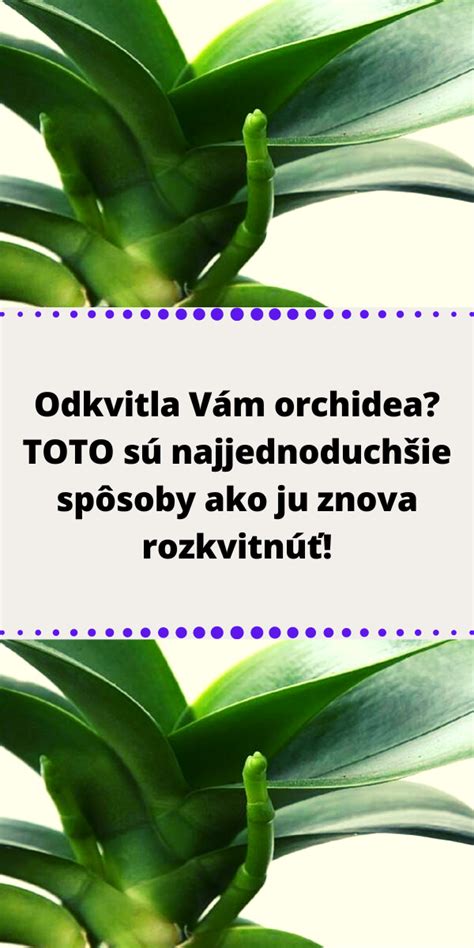 Orchidea ako parazit