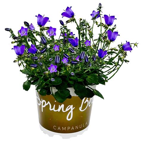 Zvonček prostredný (Campanula medium) v rôznych farbách