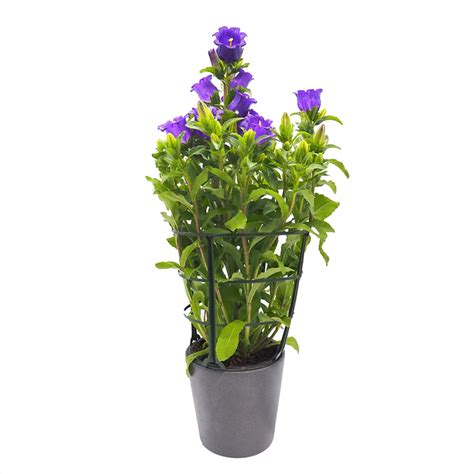 Detail kvetu a listov Campanula medium