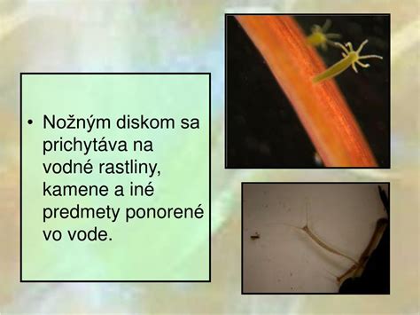 Šnúra vajíčok ropuchy zelenej na vodnej rastline