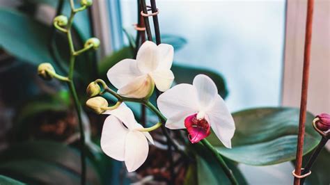 Orchidea s prerastenými koreňmi