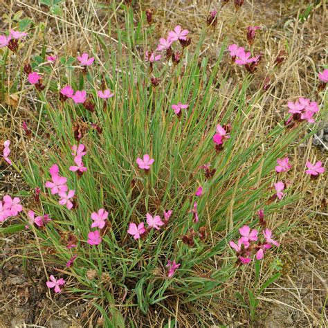Mapa rozšírenia Dianthus carthusianorum v Európe