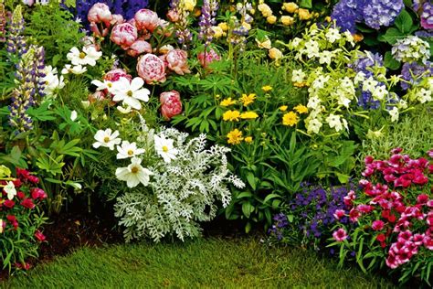 Starostlivosť o trvalky