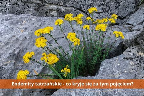 Tatranské endemity: Zoskupenie kvetov