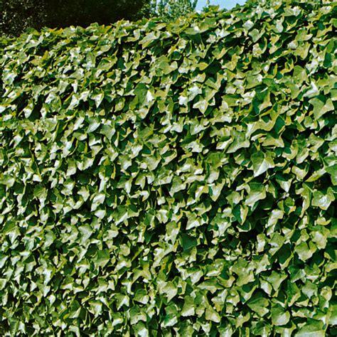 Brečtan popínavý rastúci na svahu