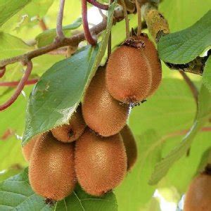 Ovocné kríky kiwi