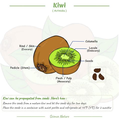 Schéma pestovania kiwi