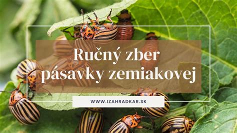Zber pásaviek zemiakových