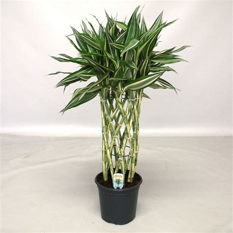 Šťastný bambus (Dracaena sanderiana)