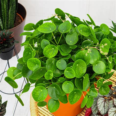 Pilea peperomioides s okrúhlymi listami