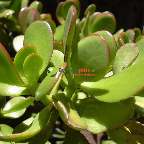 Tučnolist (Crassula) s hrubými listami