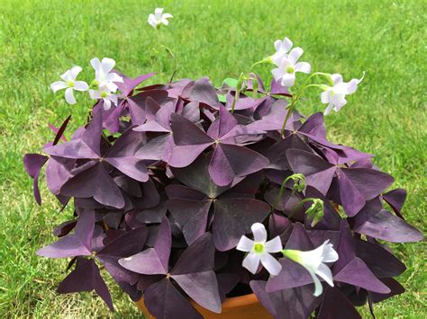 Kyslička štvorlístková so štvorlístkami