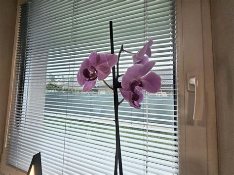 Umiestnenie orchidey v interiéri