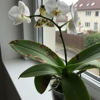 Choroby a škodcovia orchideí