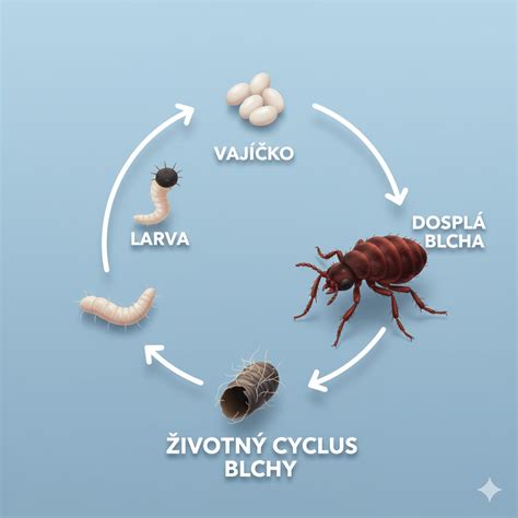Schéma životného cyklu blchy s fázami vajíčko, larva, kukla a dospelý jedinec